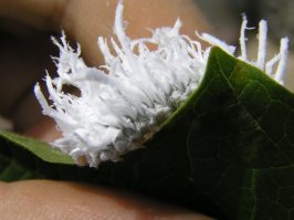 Может и это кто опознает?