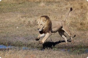 Нет, это мутации, нарушение развития. 

Мало кто знает, что на севере Ботсваны, в Национальном парке Мореми живут очень необычные львицы, главная гордость которых – роскошные, песочного цвета гривы. Они настолько прекрасны, что без труда могут соперничать с исконным украшением львов-самцов. И хотя львиц не так уж и много, они нередко попадаются на глаза местным жителям и, естественно, вызывают неподдельный интерес у ученых. Биологи предполагают, что эти мужеподобные дамы появились на свет в результате генетических мутаций, произошедших с эмбрионами на самых ранних стадиях развития.