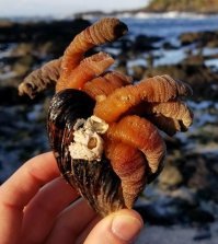 это многочлен!!!его в школе проходят!!