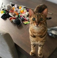 На этом фото коту показали его "сокровища", которые достали из-под дивана/холодильника и т.д. (по разным версиям). Вон даже "инструмент" лежит (линейка).