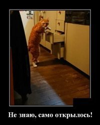 Подборка котов проказников, нашкодившие коты