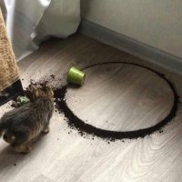 Кот-перфекционист - это шедеврально!