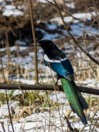 Разноцветная сорока.