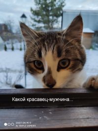 Кот в окне стал героем забавной фотошоп-битвы