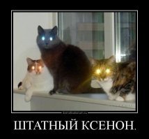 Мистика взгляда: почему у кошек светятся глаза в полумраке и темноте?