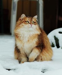 20 фото, доказывающих, что кошки не созданы для зимы