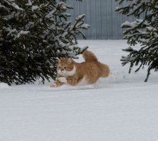 20 фото, доказывающих, что кошки не созданы для зимы