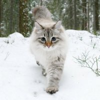 20 фото, доказывающих, что кошки не созданы для зимы