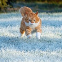 20 фото, доказывающих, что кошки не созданы для зимы