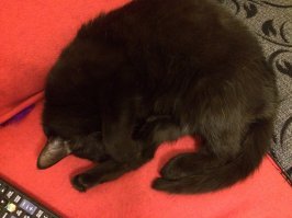 15 чёрных-пречёрных котофеев, хозяевам которых обязательно повезёт