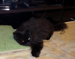 15 чёрных-пречёрных котофеев, хозяевам которых обязательно повезёт