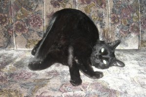 Кот сломался это вот так.