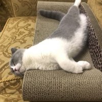 А это реакция её кота