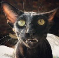 15 чёрных-пречёрных котофеев, хозяевам которых обязательно повезёт