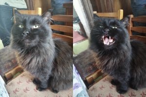 "Чего уставился, примат? Жра-а-ать неси!"