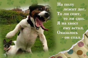 Прикольные стишки к картинкам и надписям