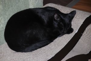 15 чёрных-пречёрных котофеев, хозяевам которых обязательно повезёт