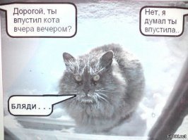 20 фото, доказывающих, что кошки не созданы для зимы