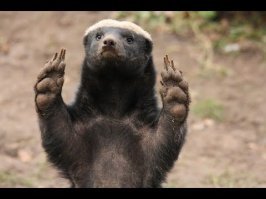 Медоед, как живой.