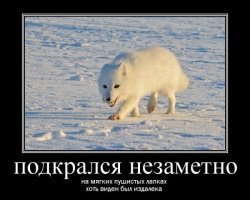 Смешные комментарии и картинки из соцсетей