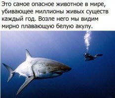 Профессиональная дайверша близко познакомилась  с тигровой акулой