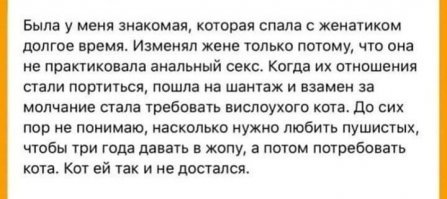 Котики на утро глядя