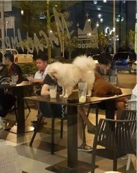 Я думаю, что это в Корее. Искусно приготовленное блюдо, и всего лишь.