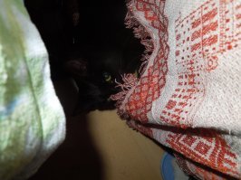 Покрывалко - трусь, за ногу - кусь