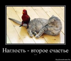 Битва попугая с котом за миску с едой