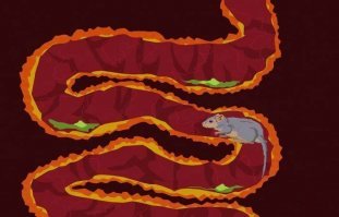 Напомнило из South Park.

 Леммивинкс король хомячков