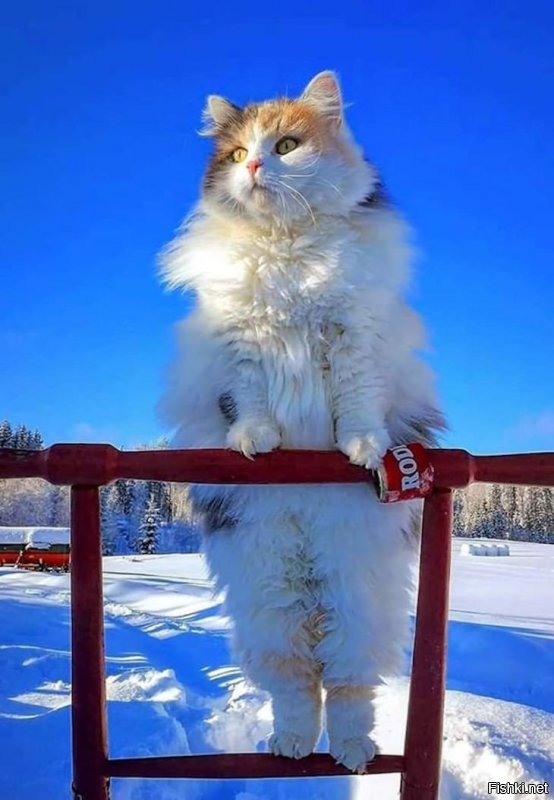 Солянка от 18.02.2020