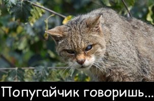 Битва попугая с котом за миску с едой