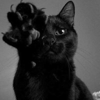 15 чёрных-пречёрных котофеев, хозяевам которых обязательно повезёт