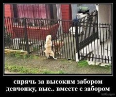 Сайт знакомств для коров или животный Tinder