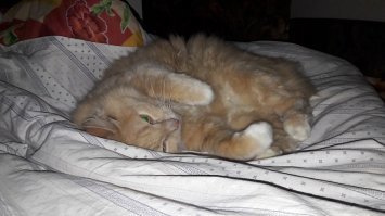 Не, не врёт. Проверено. Службу по охране нашего жилища от всего потустороннего Тишечка несёт старательно. И мой диван греет для меня, пока я в отъезде.