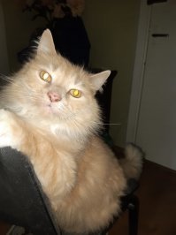 Не, не катаракта. Я фоткал смартфоном с включенной подсветкой. Вот она в котячьих глазах и отражается.
На этой фотке я Тишеньке сказал, уходя на работу, что он за старшего остаётся. Тиша разве что правой лапой к уху своему не потянулся...