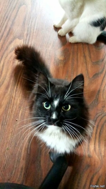 На моего кота похож