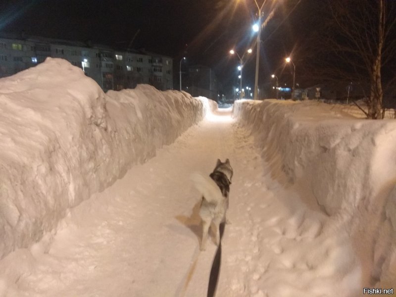 Солянка от 19.02.2020