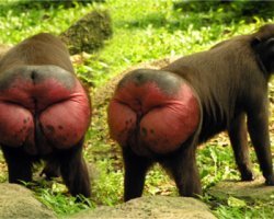 Шимпанзе узнают задницы друг друга так же, как люди узнают лица

Говорят, что глаза   это зеркало души. При встрече люди вглядываются в глаза и лица друг друга, изучая и запоминая собеседника. Однако в случае братьев наших меньших этот принцип претерпел некоторые изменения. Новое исследование показало, что шимпанзе запоминают друг друга по форме… филейных частей. Более того, их мозг обрабатывает информацию о заднице другой обезьяны так же, как наш поступает с лицами.

Для проведения своей работы, результаты которой опубликованы на портале PLoS One, голландские исследователи взяли в качестве подопытных несколько людей и шимпанзе, после чего сделали фотографии различных частей их тела и предложили обеим группам сопоставить их. Особенность человеческого организма состоит в том, что, для улучшения социализации и повышения шансов на выживание, природа снабдила наш мозг центром распознавания лиц. Мы узнаем лицо человека, оценивая всю картину сразу, а не составляя мозаику из отдельных частей. Именно поэтому мы хуже распознаем лица, если показать нам перевернутое фото: части будут те же, но изменится ракурс, и мозг потратить куда больше времени на анализ. Это называется эффектом инверсии.

У шимпанзе совсем другая история. Ученым уже было известно, что при встрече они полагаются на узнавание задницы собеседника. Вероятно, это связано с тем, что ягодицы женских особей набухают в период овуляции, что является важным сексуальным маркером для самцов. Но до сих пор не было известно, как именно мозг одной обезьяны анализирует и распознает задницу другой. Исследователи предположили, что, если они делают это по тому же принципу, что и люди, то будет иметь место эффект инверсии, а значит, перевернутое изображение они тоже будут узнавать с большой задержкой.

Обозначив задачу, исследователи провели серию экспериментов. Во первых, они пригласили 100 человек, которым было предложено посмотреть на фотографии лиц, задниц и ступней (человеческих и обезьяньих), после чего нужно было сопоставить их. К примеру, сначала вы видите фотографию чьей-то ноги, позже   другие фото, а потом вас просят ответить на вопрос, была ли среди них картинка, показанная вам в первый раз. Часть изображений была перевернута, некоторые были зеркально отражены. После этого ту же задачу поручили шимпанзе.

Как и было предсказано, эффект инверсии в случае людей сказывался на лицах, но не на задницах. А вот шимпанзе не всегда могли сопоставить изображения ягодиц, в то время как с лицами и ступнями у них не возникало никаких проблем. Таким образом, исследователи доказали свою гипотезу о том, что зеркалом души для шимпанзе является, как это ни парадоксально, зад.

Короче, жопа - лицо! ))) Для половины инстасамок это так и есть, кто бы сомневался! )))))