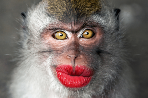 Шимпанзе узнают задницы друг друга так же, как люди узнают лица

Говорят, что глаза   это зеркало души. При встрече люди вглядываются в глаза и лица друг друга, изучая и запоминая собеседника. Однако в случае братьев наших меньших этот принцип претерпел некоторые изменения. Новое исследование показало, что шимпанзе запоминают друг друга по форме… филейных частей. Более того, их мозг обрабатывает информацию о заднице другой обезьяны так же, как наш поступает с лицами.

Для проведения своей работы, результаты которой опубликованы на портале PLoS One, голландские исследователи взяли в качестве подопытных несколько людей и шимпанзе, после чего сделали фотографии различных частей их тела и предложили обеим группам сопоставить их. Особенность человеческого организма состоит в том, что, для улучшения социализации и повышения шансов на выживание, природа снабдила наш мозг центром распознавания лиц. Мы узнаем лицо человека, оценивая всю картину сразу, а не составляя мозаику из отдельных частей. Именно поэтому мы хуже распознаем лица, если показать нам перевернутое фото: части будут те же, но изменится ракурс, и мозг потратить куда больше времени на анализ. Это называется эффектом инверсии.

У шимпанзе совсем другая история. Ученым уже было известно, что при встрече они полагаются на узнавание задницы собеседника. Вероятно, это связано с тем, что ягодицы женских особей набухают в период овуляции, что является важным сексуальным маркером для самцов. Но до сих пор не было известно, как именно мозг одной обезьяны анализирует и распознает задницу другой. Исследователи предположили, что, если они делают это по тому же принципу, что и люди, то будет иметь место эффект инверсии, а значит, перевернутое изображение они тоже будут узнавать с большой задержкой.

Обозначив задачу, исследователи провели серию экспериментов. Во первых, они пригласили 100 человек, которым было предложено посмотреть на фотографии лиц, задниц и ступней (человеческих и обезьяньих), после чего нужно было сопоставить их. К примеру, сначала вы видите фотографию чьей-то ноги, позже   другие фото, а потом вас просят ответить на вопрос, была ли среди них картинка, показанная вам в первый раз. Часть изображений была перевернута, некоторые были зеркально отражены. После этого ту же задачу поручили шимпанзе.

Как и было предсказано, эффект инверсии в случае людей сказывался на лицах, но не на задницах. А вот шимпанзе не всегда могли сопоставить изображения ягодиц, в то время как с лицами и ступнями у них не возникало никаких проблем. Таким образом, исследователи доказали свою гипотезу о том, что зеркалом души для шимпанзе является, как это ни парадоксально, зад.

Короче, жопа - лицо! ))) Для половины инстасамок это так и есть, кто бы сомневался! )))))