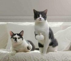 Они эволюционируют! Котик ест корм лапой