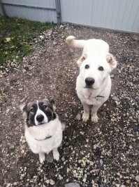 Моя банда! одну взяли у волонтеров кто-то выкинул щенком, а второго нашли тоже брошенного на произвол судьбы в поле со сломанными ребрами и хвостом (((
слава богу в жилищных условиях не стеснены, а то даже не знаю как белого "медведя" в квартире держать....