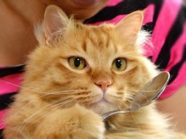 Они эволюционируют! Котик ест корм лапой