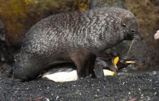 Милые бранятся - только тешатся (с)