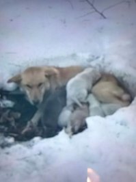 А еще давайте спасать волков, лис, барсуков и зайчиков, у них тоже нет теплого дома. А бедные мишки вообще вынуждены рожать в берлогах под снегом даже не просыпаясь, кошмар какой. Вот до такого размера и толщины щенки выросли потому что у мамы не было молока? Серьезно? Похоже горе спасатели так напугали бедное животное что у нее молоко пропало.