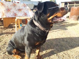 18 лет назад попал ко мне ко мне щенок ротвейлера .К этой породе я относился с опаской и не доверием.Тем более дочери   1.5года и7лет.Через месяц эту сабаку обожала вся семья.Спустя двенадцать лет пришлось усыпить(обезножил).Я взрослый мужик с крепкими нервами плакал на взрыд, лучшего друга я не встречал.Думал что не когда больше не возьму собаку , но спустя год дочь принесла щенка. Теперь ее абажаю. Ротвейлерам не изменю это умная ,добрая,красивая итд. собака .Есть конечно минусы :требует постоянного внимания,мощная(иногда не расчитывает свои силы).Но плюсов не соизмеримо больше.Это Майя.