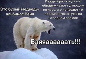 В Канаде засняли редкого кермодского медведя за рыбалкой