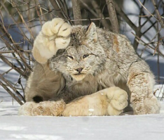 Канадец застукал пытавшихся уединиться в лесу рысей