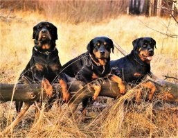 Три-еще лучше!