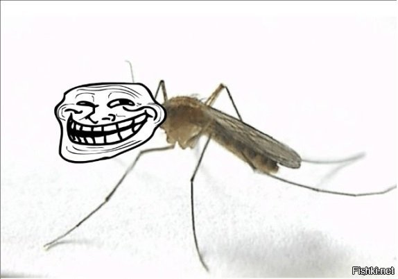 Каких людей предпочитают комары? Основные типажи